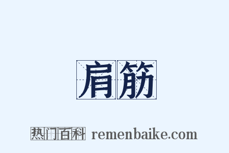 肩筋是什么意思的图片